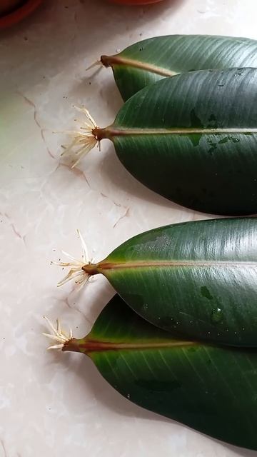 Plant & bloom. Вырастит ли из листа фикус? Мой эксперимент!#sor смотреть онлайн