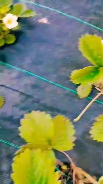 Клубника замерзла #сад #частныйдом #дача #огород #бордю смотреть онлайн