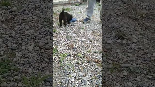 Гакко бандит