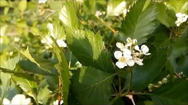 Боярышник цветет Hawthorn Blooms サンザシが咲く Weißdorn Blüht 山楂花开