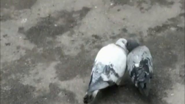 Вкус праздника Голуби смотреть онлайн