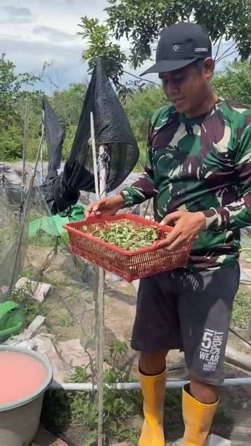 Рассада арбуза 🌱💦🍉 смотреть онлайн