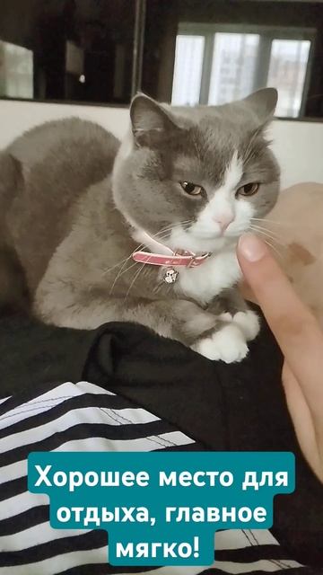 Совесть есть #cat #шашлык #юмор смотреть онлайн