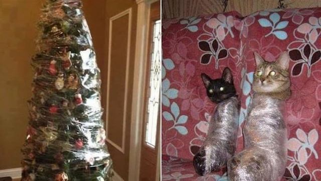 Смешные Коты и Новый год I Мемы про кошек смотреть онлайн
