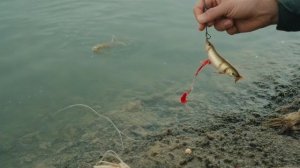 Ловля линя ранней весной - Советы для рыбака