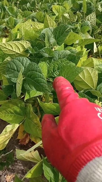 Фасоль цветёт, появились срючки, желтеют нижние листь? смотреть онлайн