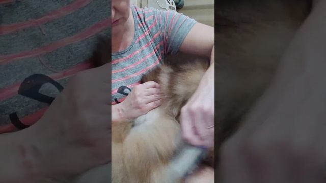 Расчёски и Шпиц отличные друзья🤗😀