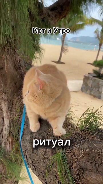 Религиозный культ: Как каждое утро в доме становится жратвоприношением коту! 🐾🍲 #shorts #юмор #кот смотреть онлайн