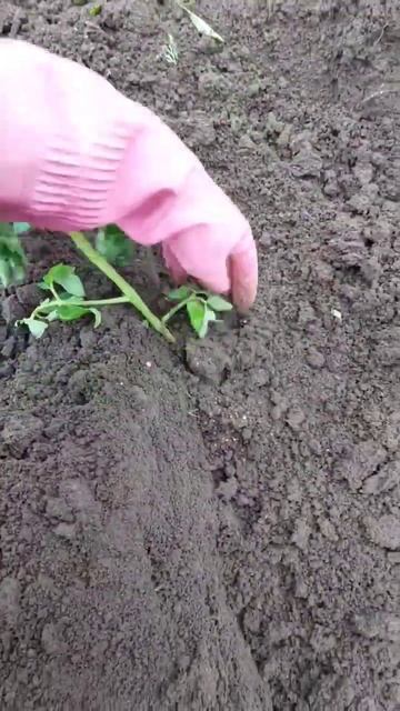 сезон открыт!!! лопата, грабли и тяпка😉 смотреть онлайн