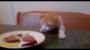 Кот пытается стащить колбасу