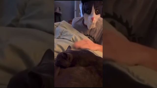 ПОДБОРКА ПРИКОЛОВ С КОТАМИ / ЛУЧШЕЕ 2023 / ТОП ВИДЕО С КОТИКАМИ / РЖАКА смотреть онлайн