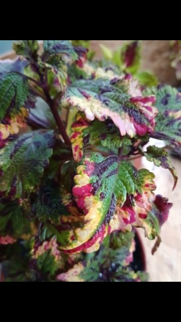Среднерослый куст #колеус #черенки #продажа #вазон #кат смотреть онлайн