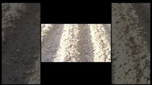 Технология выращивания картофеля