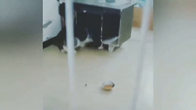 🔴 Кошки Собаки Приколы до Слёз(Часть 3)✅ 🙂 👍 🐱 смотреть онлайн