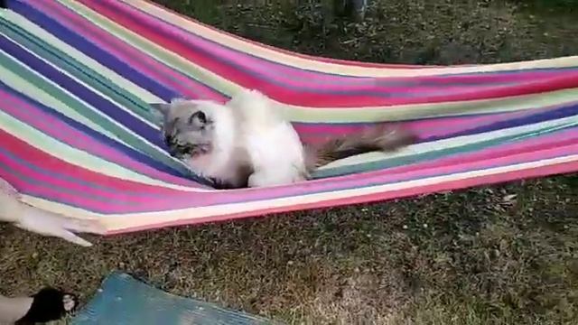 Прикольный котик смотреть онлайн