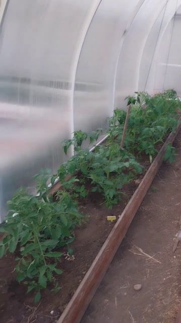 Минивлог #дача #лето #garden #иркутск #дети #сад #огород #home смотреть онлайн