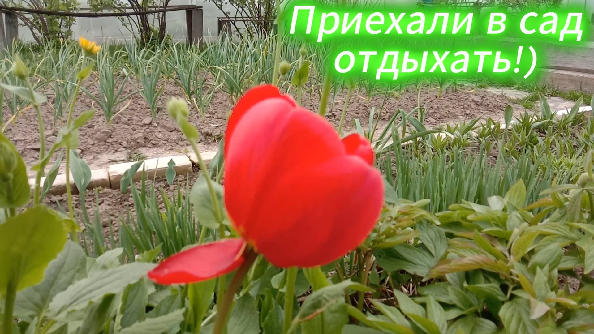 ПРИЕХАЛИ В САД ОТДЫХАТЬ! ШАШЛЫК! РЫБКА! БАНЬКА! 10.05.2025 ГОДА | #отдых #шашлык #рыбка #банька смотреть онлайн