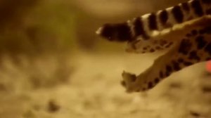 Песня гепарда