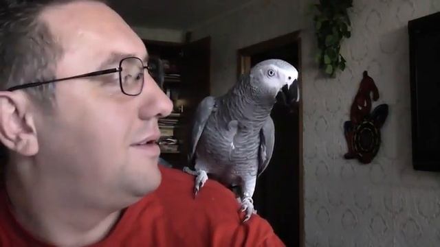 Говорящий попугай Дай поцелую! смотреть онлайн