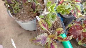 ВЫСАЖИВАЕМ КОЛЕУСЫ НА УЛИЦУ. Шаг 4 - полив