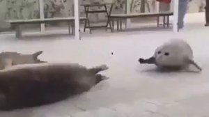 Тюлени прыгают прикол