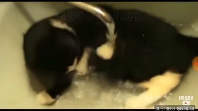 Приколы над котами😁 смотреть онлайн