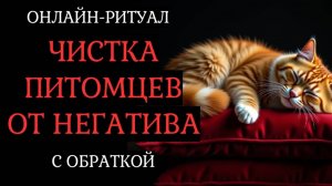 ЧИСТКА ПОРЧ, НЕГАТИВА С ДОМАШНИХ ЖИВОТНЫХ. ОНЛАЙН-РИТУАЛ С ОБРАТКОЙ