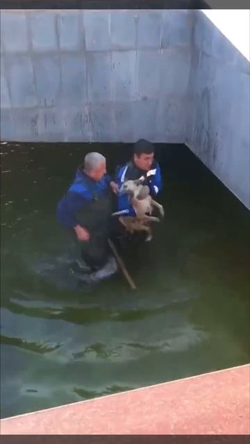Как спасали бродячую собаку, упавшую в фонтан в Астрахани