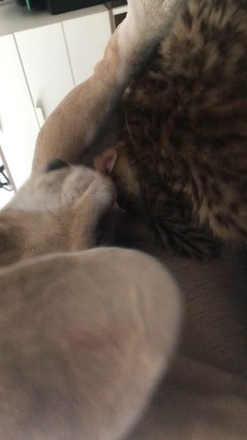 Рыся нашла сосочек у Дэндика