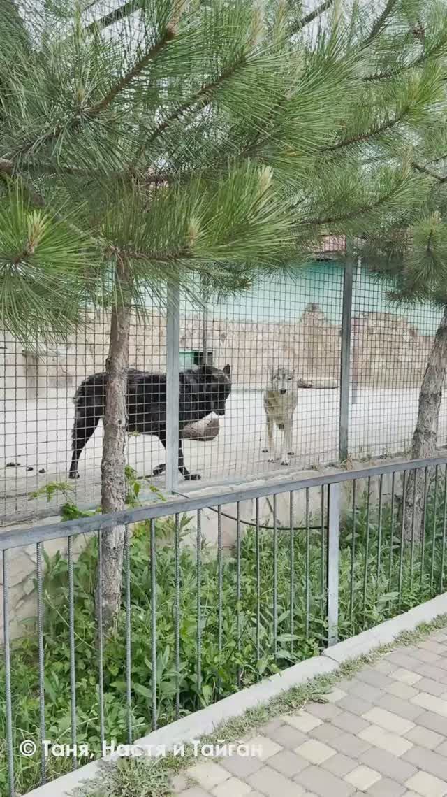 Волки при нас петь стесняются! смотреть онлайн