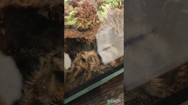 Выставка пауков 🕷🕸 смотреть онлайн