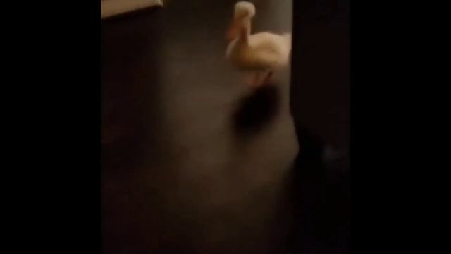 Новые приколы, веселые моменты №5. Подборка смешных ситуаций. смотреть онлайн