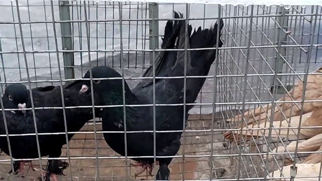 Сельские голуби. Новоалександровска смотреть онлайн