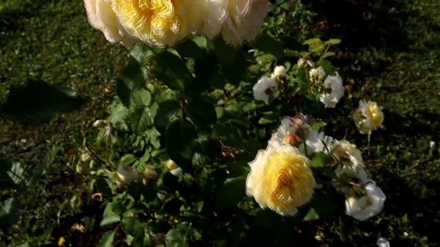 Обзор роз: Nelson Monfort и Rose de Cisterciens – стоит ли сажать?" смотреть онлайн