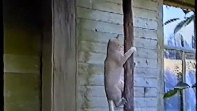 Кот выходит из дома. Прикол!))) смотреть онлайн