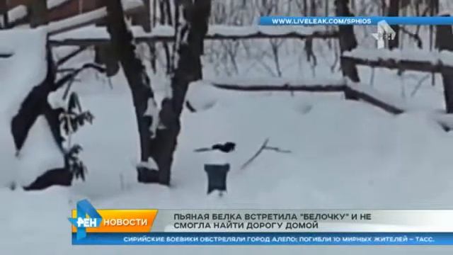 Пьяная белка поймала белку!! смотреть онлайн