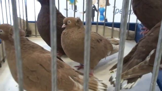 Тульские жарые ленточные смотреть онлайн