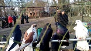 выставка голубей в Луганске