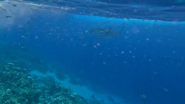 Пятиметровая акула 5.09.2024г на пляже отеля Island View Resort