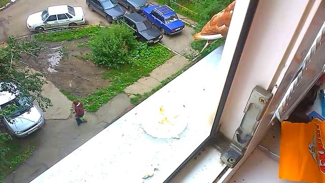 Храбрый голубь! Прикольно! смотреть онлайн