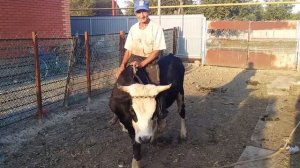 Верхом на быке