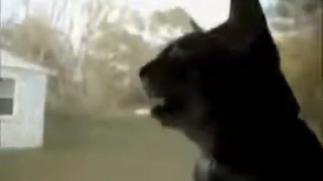 КОШКИ РАЗГОВАРИВАЮТ смотреть онлайн