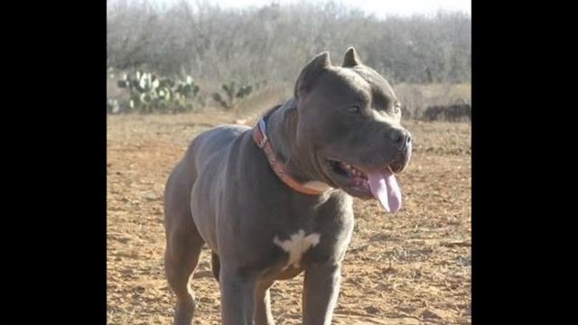 СУПЕРСКИЙ охранник ПРИКОЛИСЬ