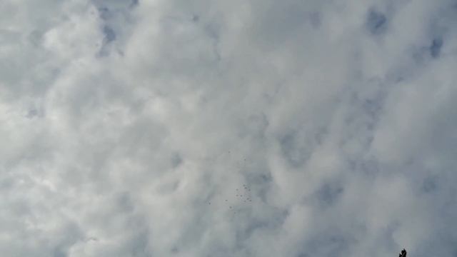 8.ч. // ГОЛУБИ // В ГОСТЯХ.У СОКОЛЕНКО.В. СТ. ЕГОРЛЫКСКАЯ. 23.12.19. ЗАВЕРШЕНИЕ. ВСЕХ С НОВЫМ ГОДОМ смотреть онлайн