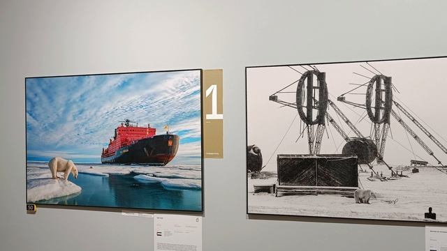 Золотая черепаха 2023