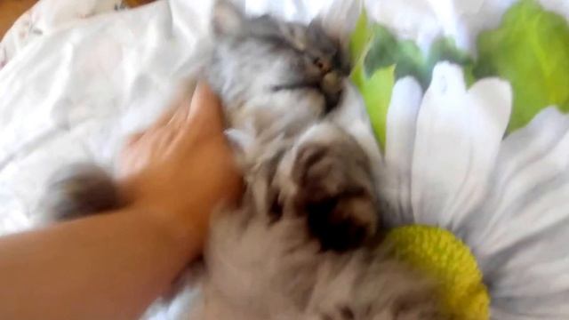 Сонный Кот смотреть онлайн