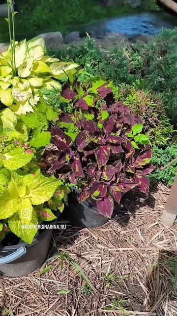 чем я занимаюсь? Арсеньев Приморский край #арсеньев #и? смотреть онлайн