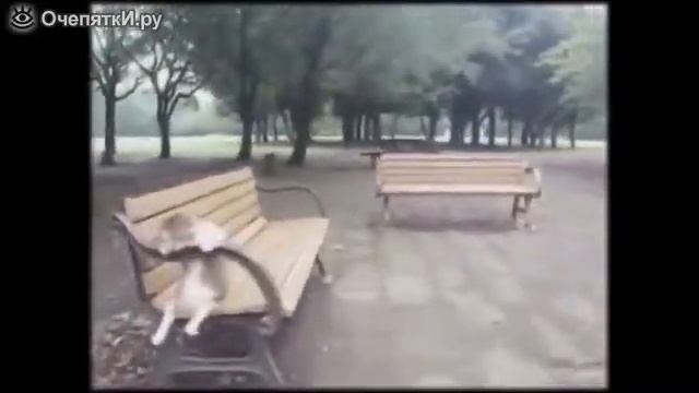 Приколы про кошек смотреть онлайн
