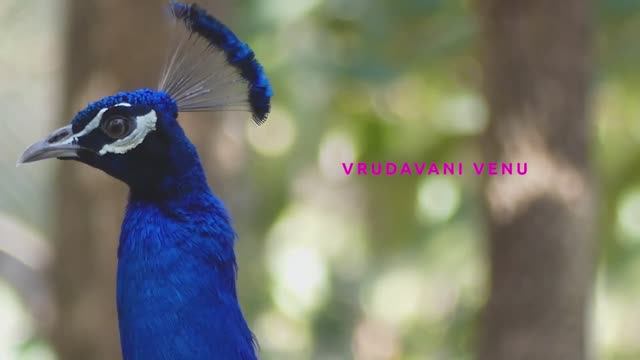 Vrindavani Venu - Bhajan - Marathi 63