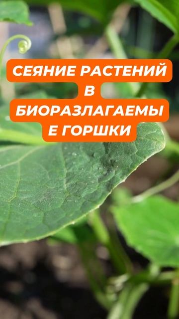 Лайфхак №5 Ленивый огород смотреть онлайн